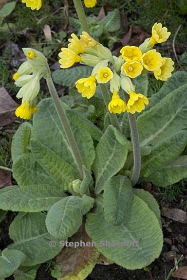 primula veris 2 graphic